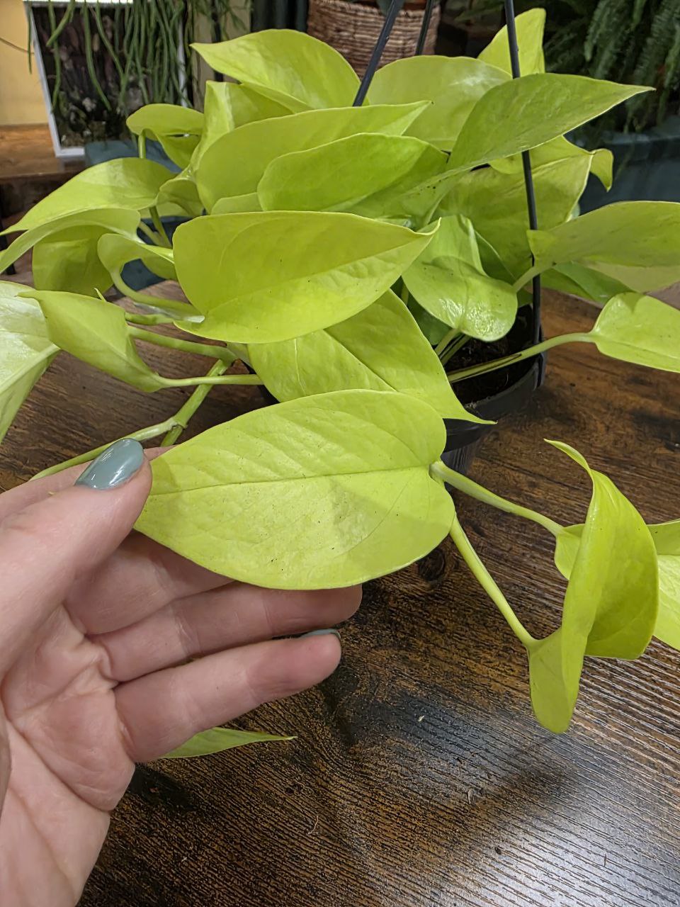 Epipremnum Pinnatum Golden Pothos závěs