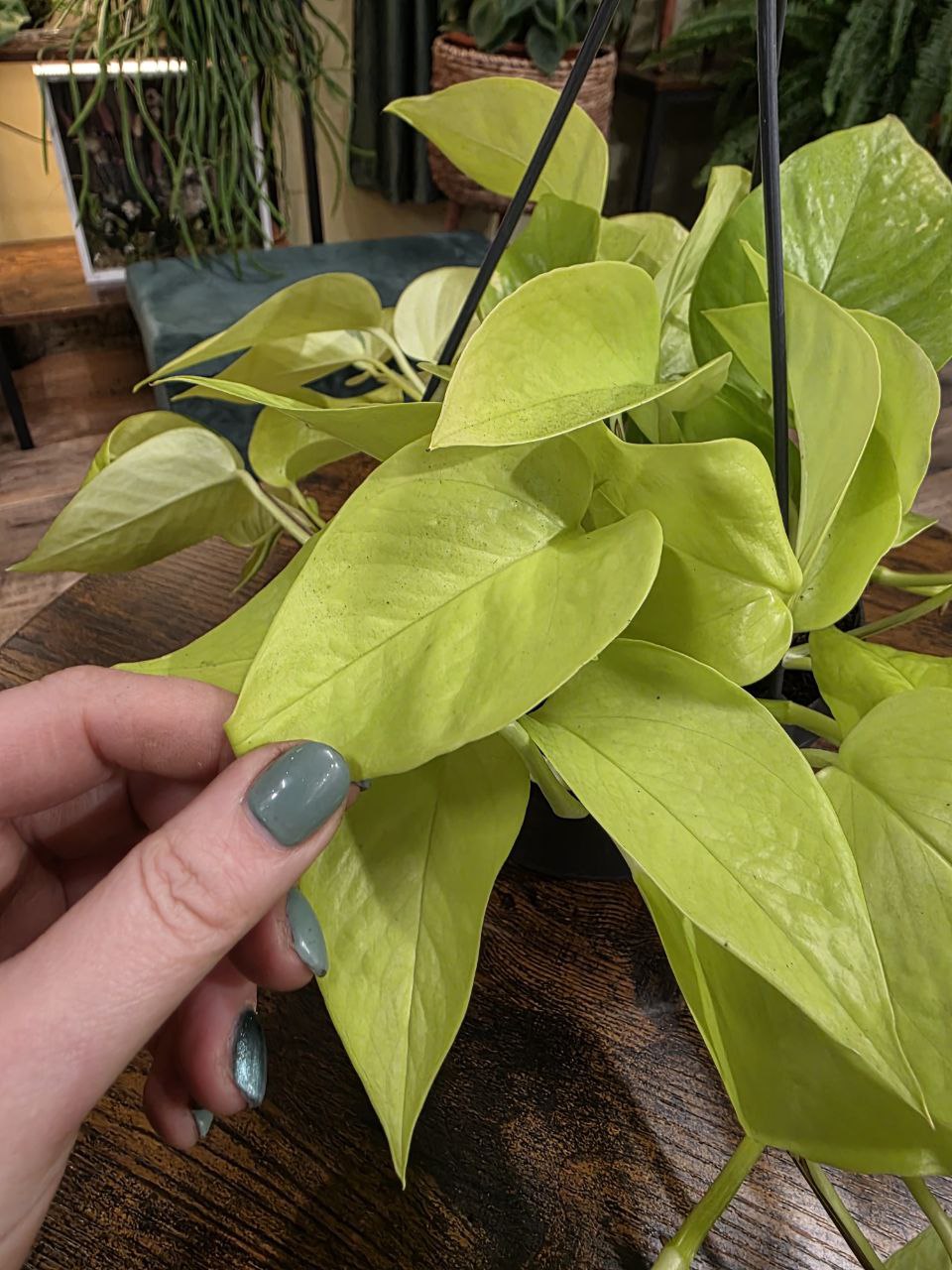 Epipremnum Pinnatum Golden Pothos závěs