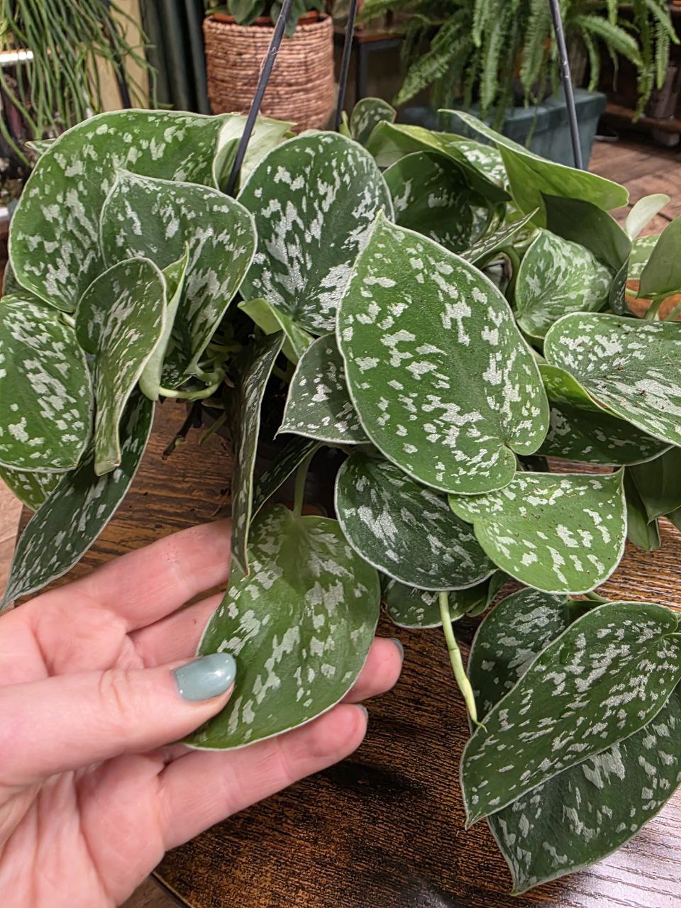Scindapsus Pictus 'Argyraeus' závěs větší