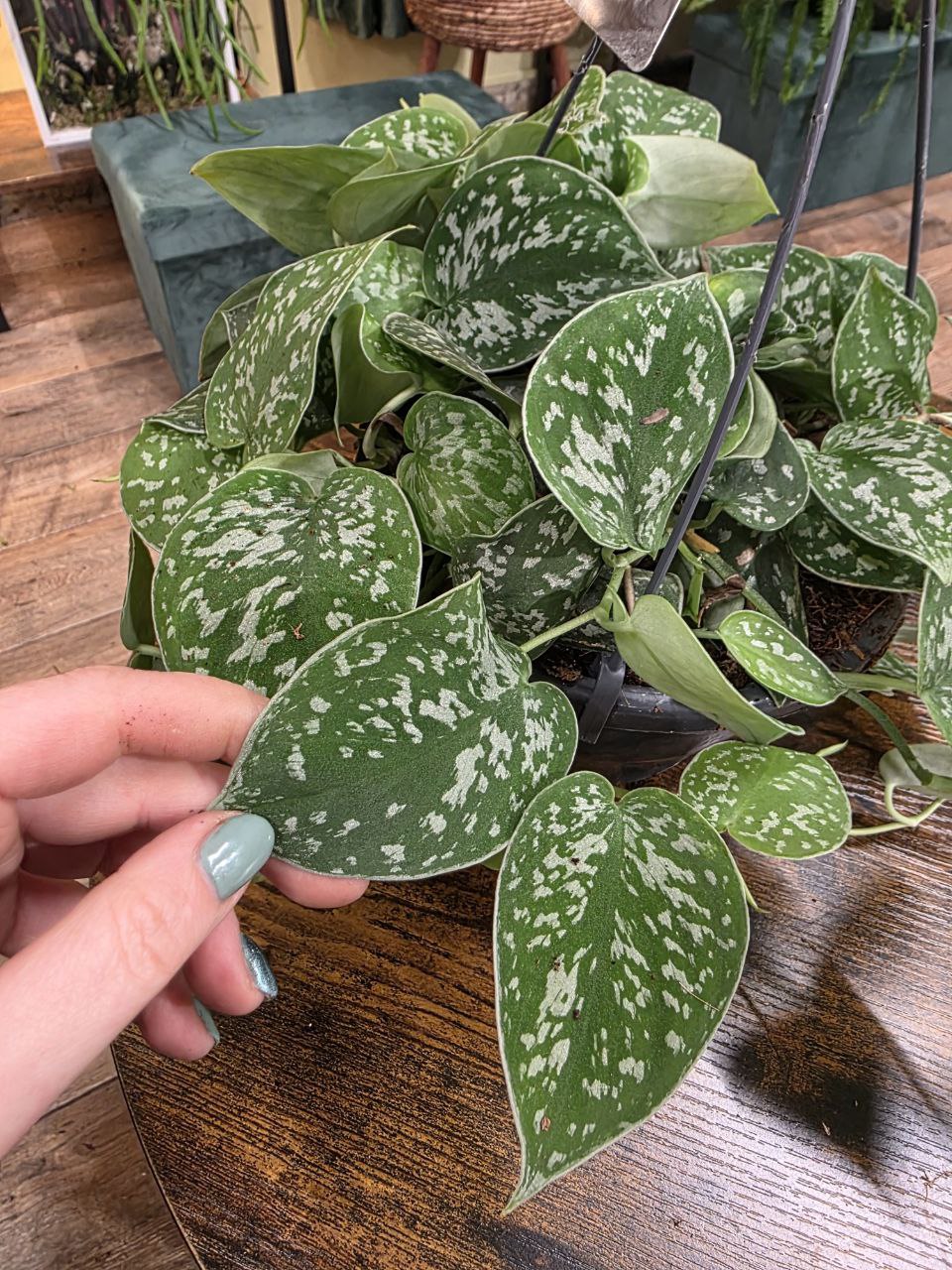 Scindapsus Pictus 'Argyraeus' závěs větší