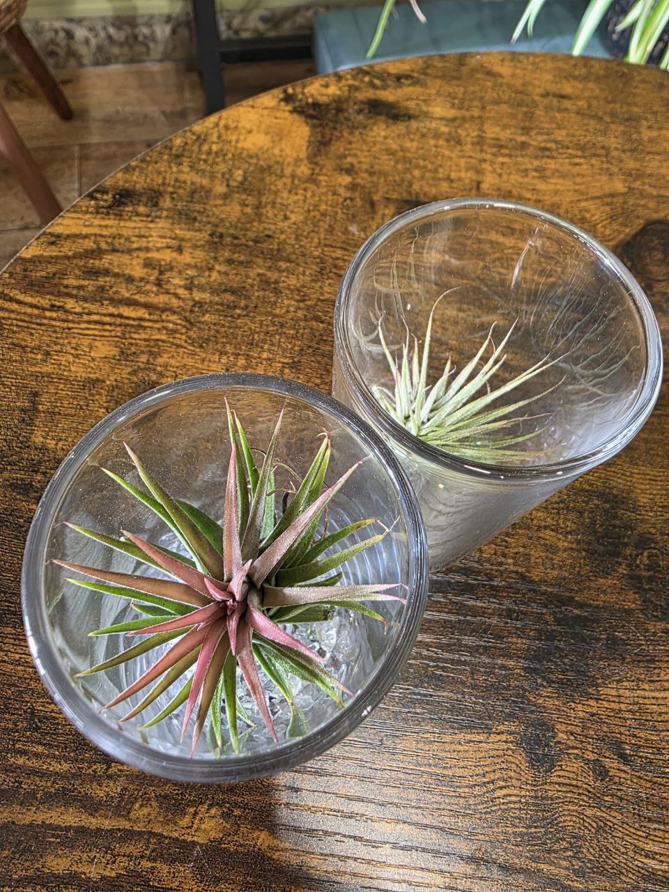 Tillandsia velká ve skle