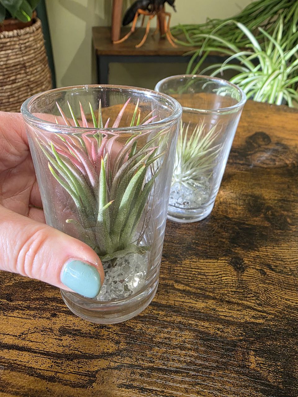 Tillandsia velká ve skle