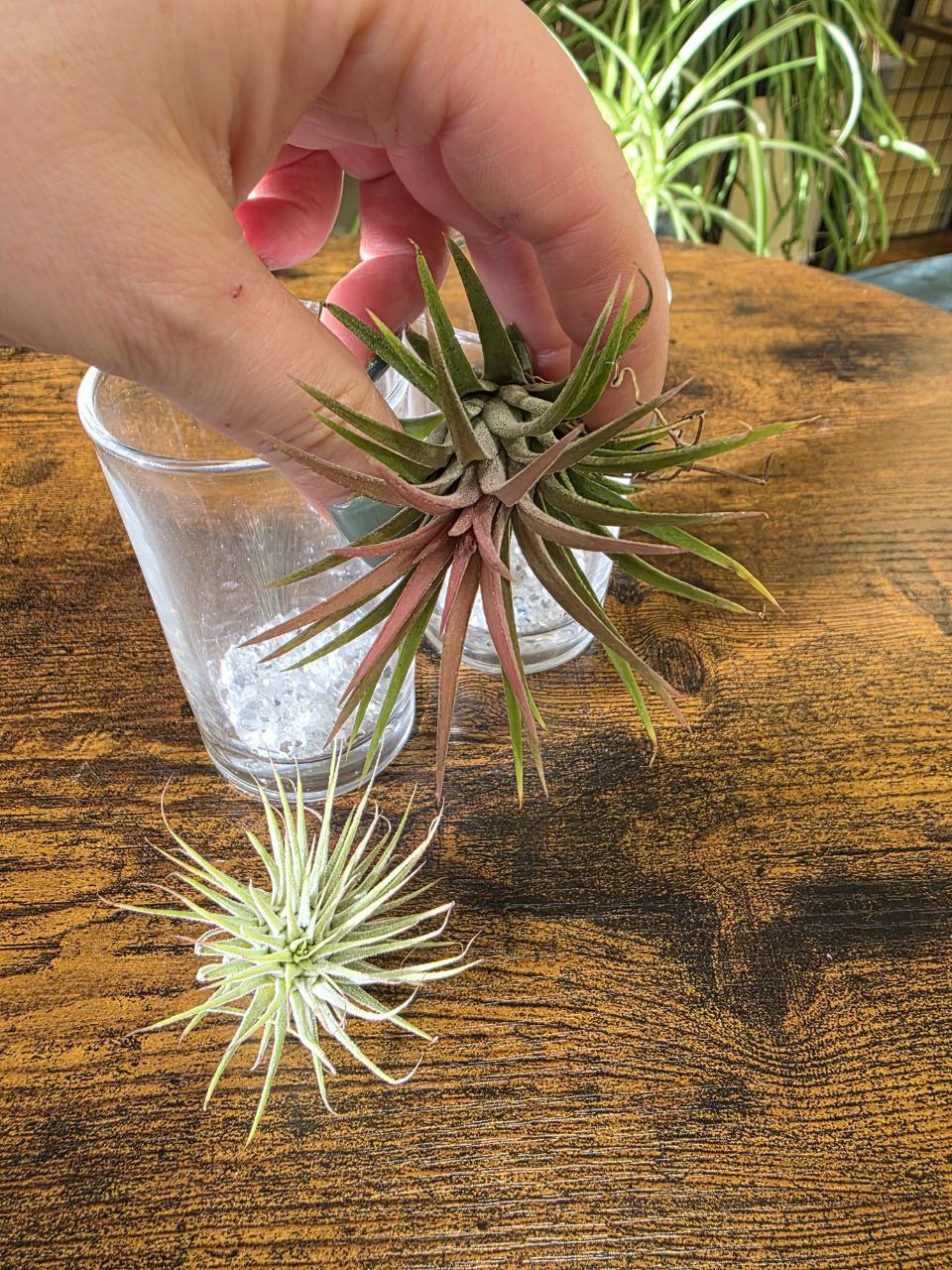 Tillandsia velká ve skle