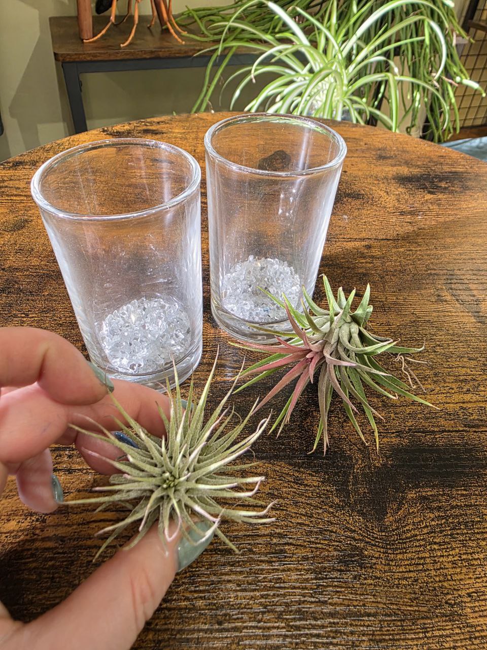 Tillandsia velká ve skle