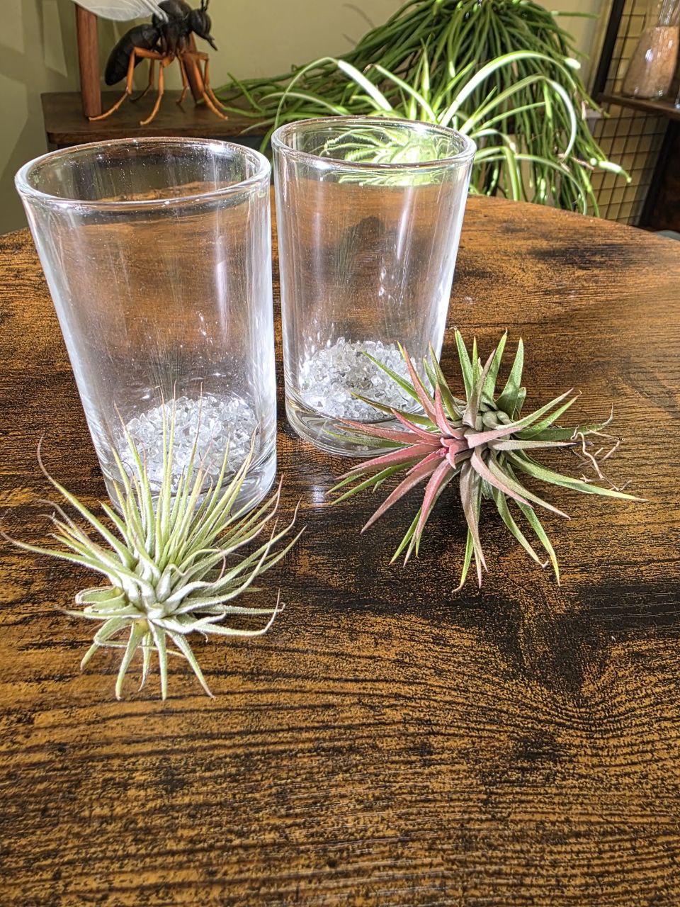 Tillandsia velká ve skle