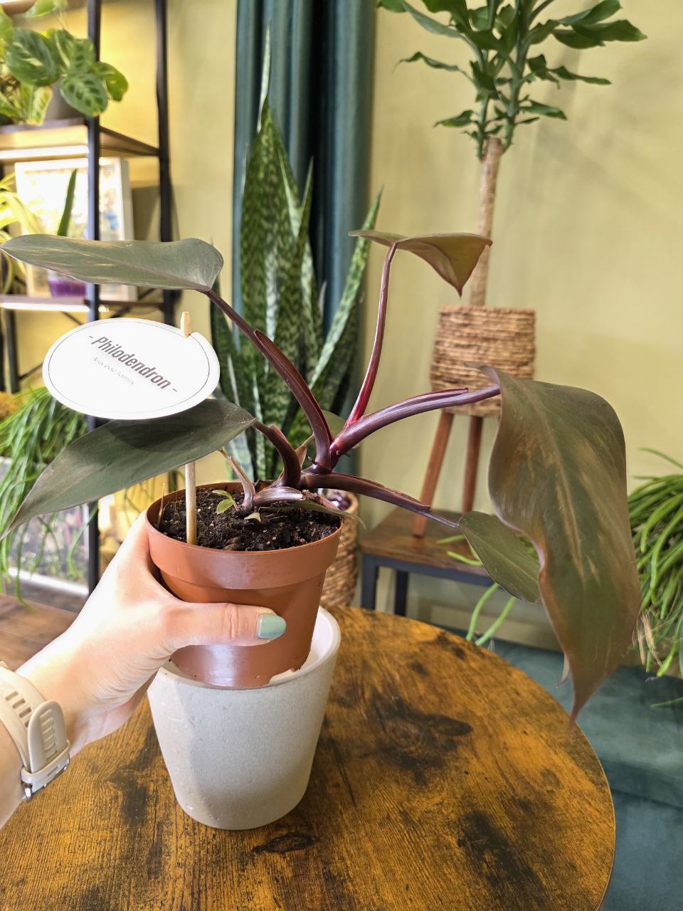 Philodendron Burgundy Princess