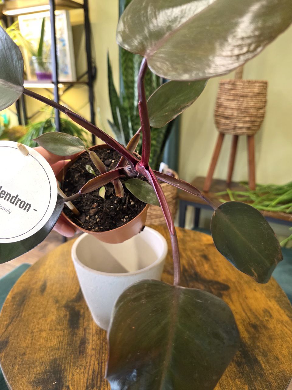 Philodendron Burgundy Princess