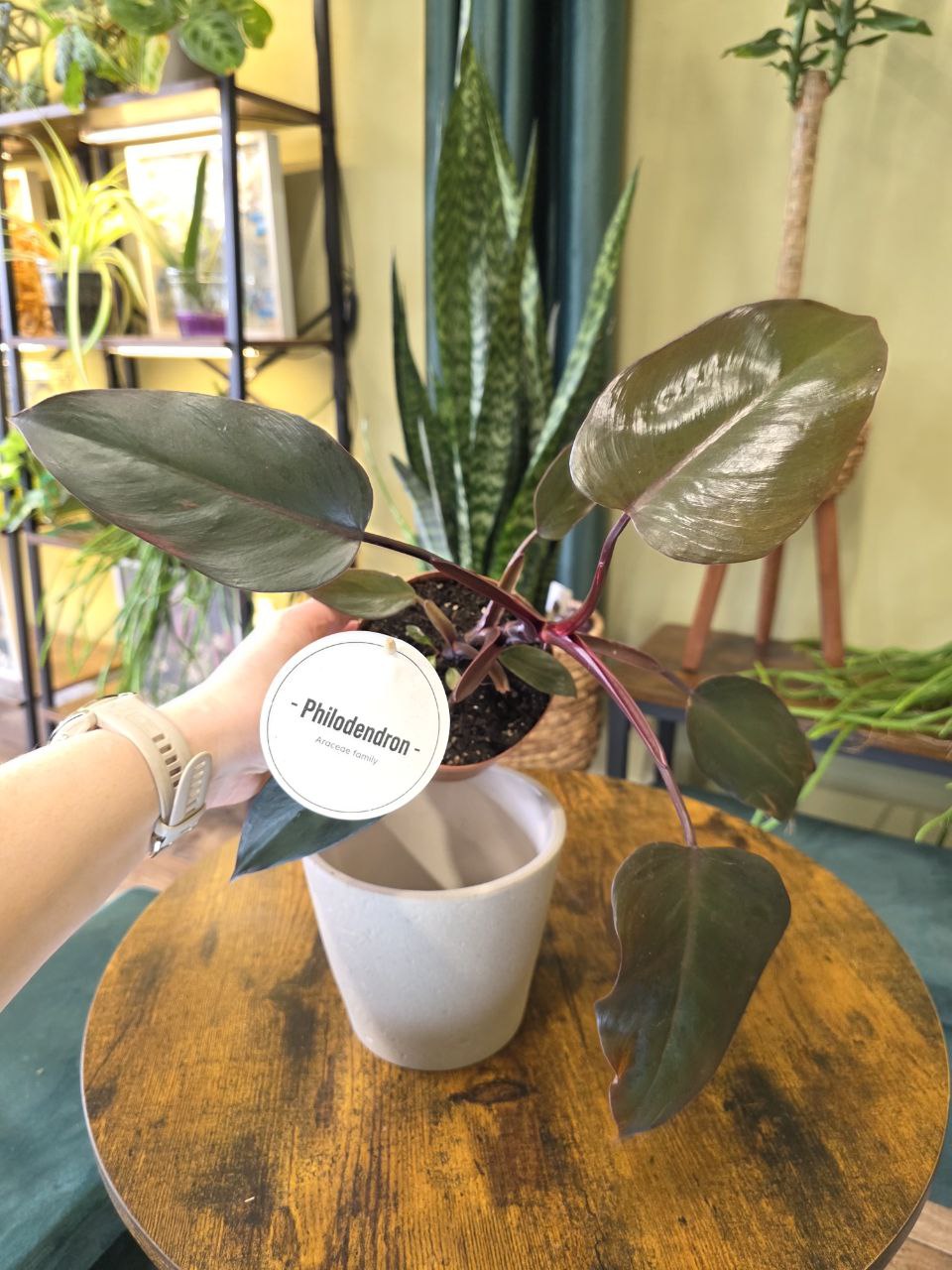 Philodendron Burgundy Princess