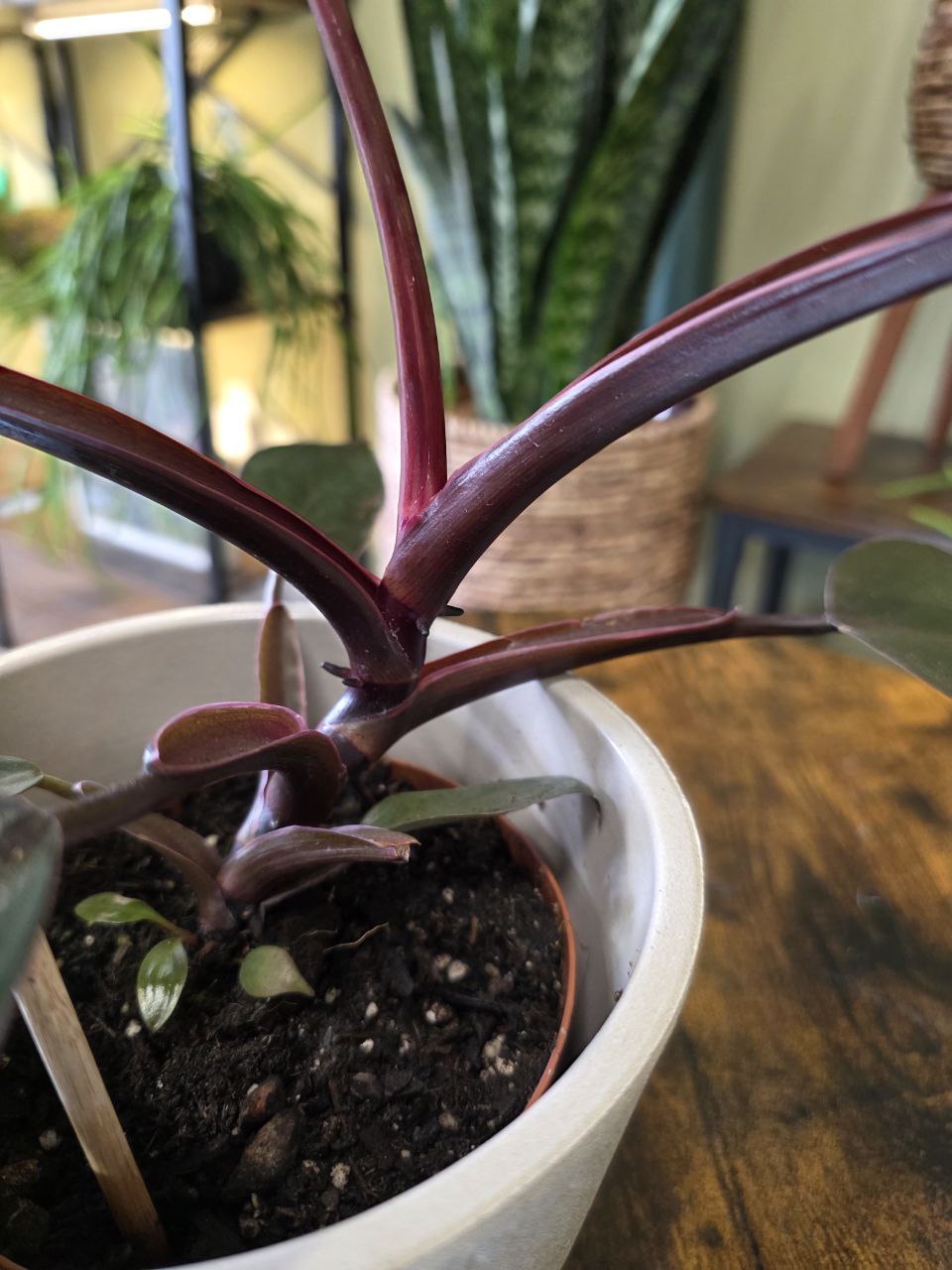 Philodendron Burgundy Princess
