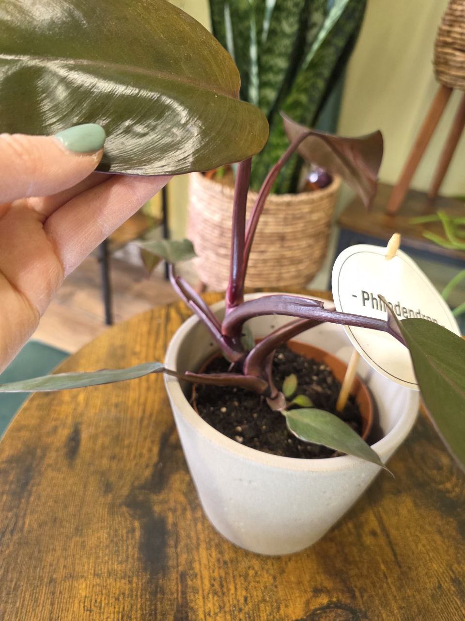Philodendron Burgundy Princess