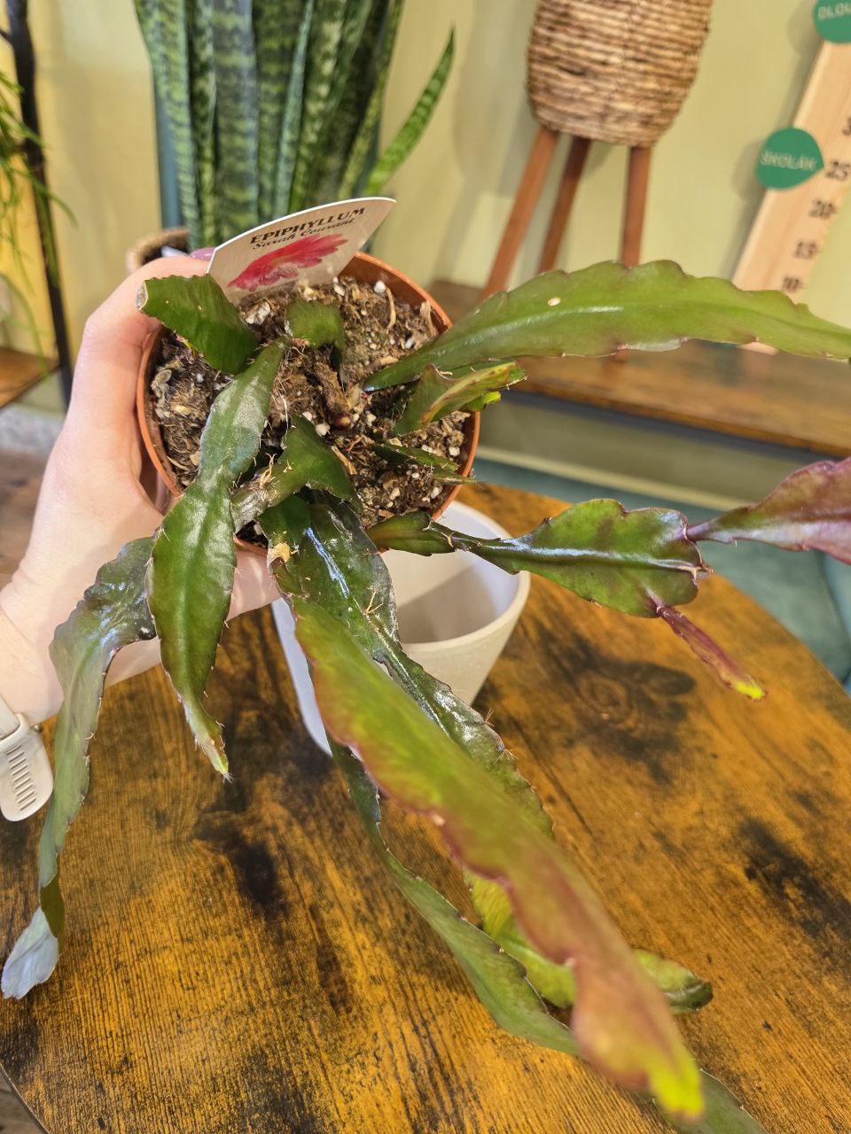 Epiphyllum Sarah Courant
