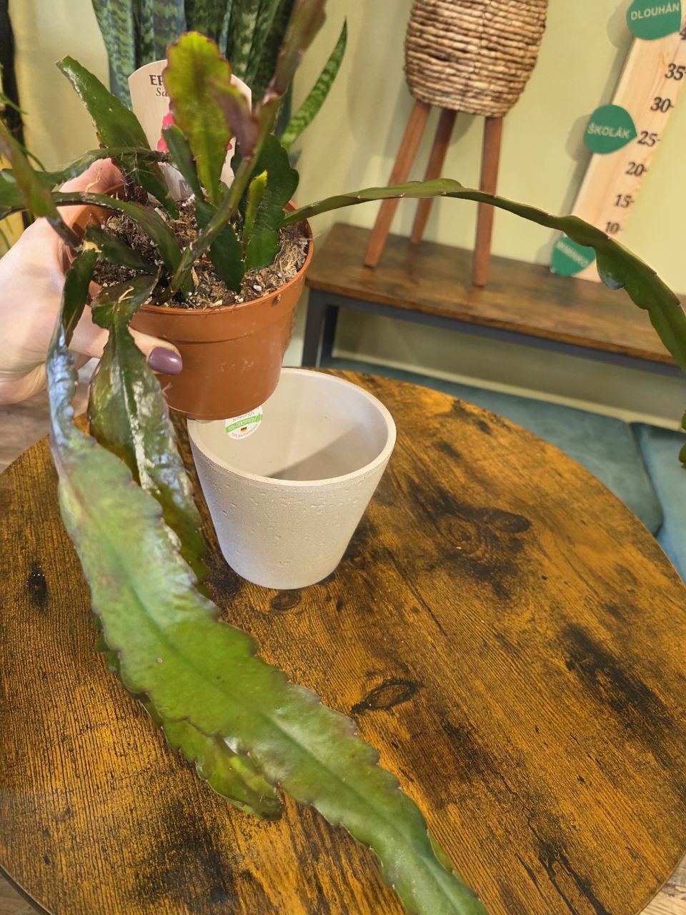 Epiphyllum Sarah Courant