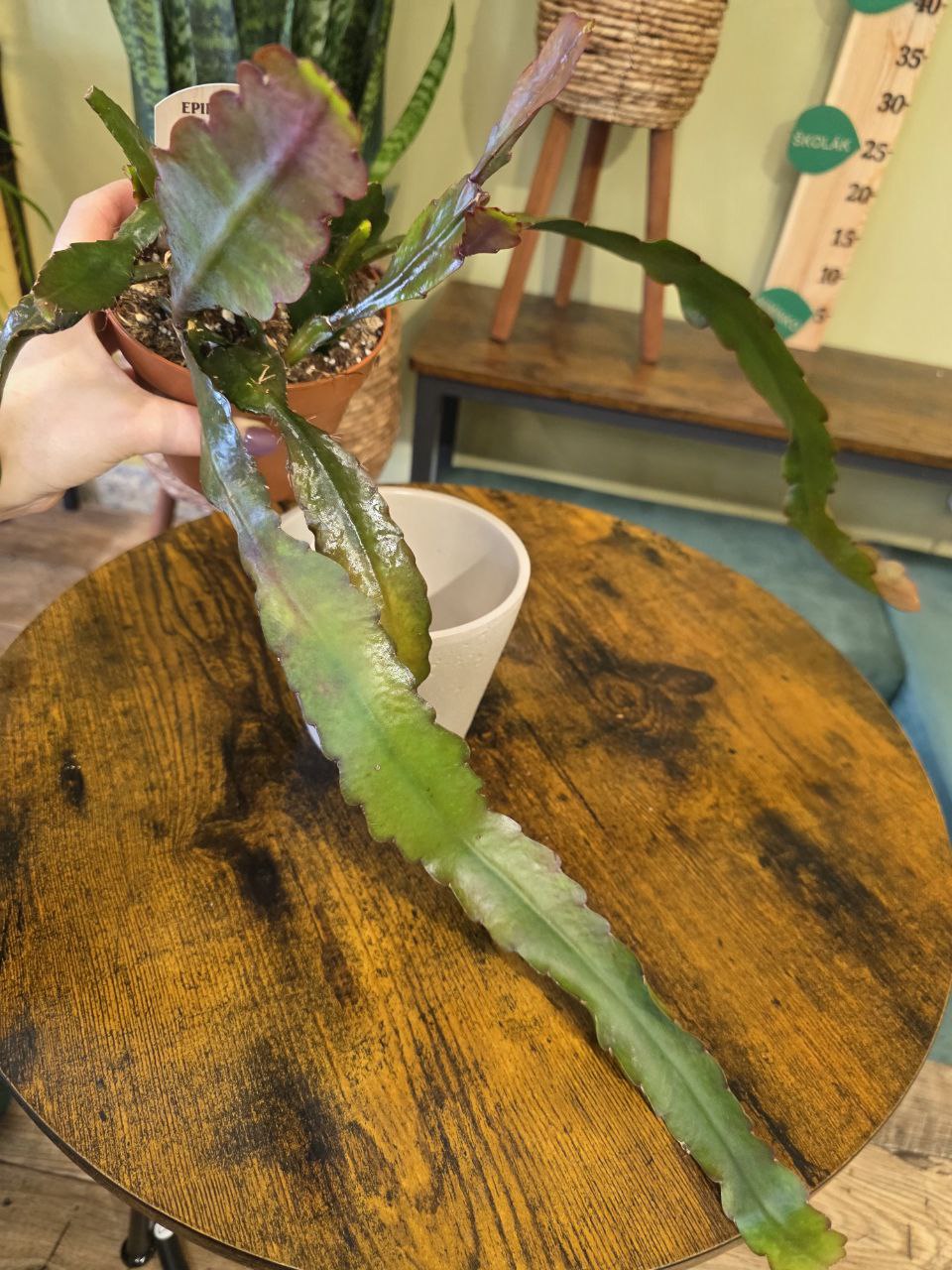 Epiphyllum Sarah Courant