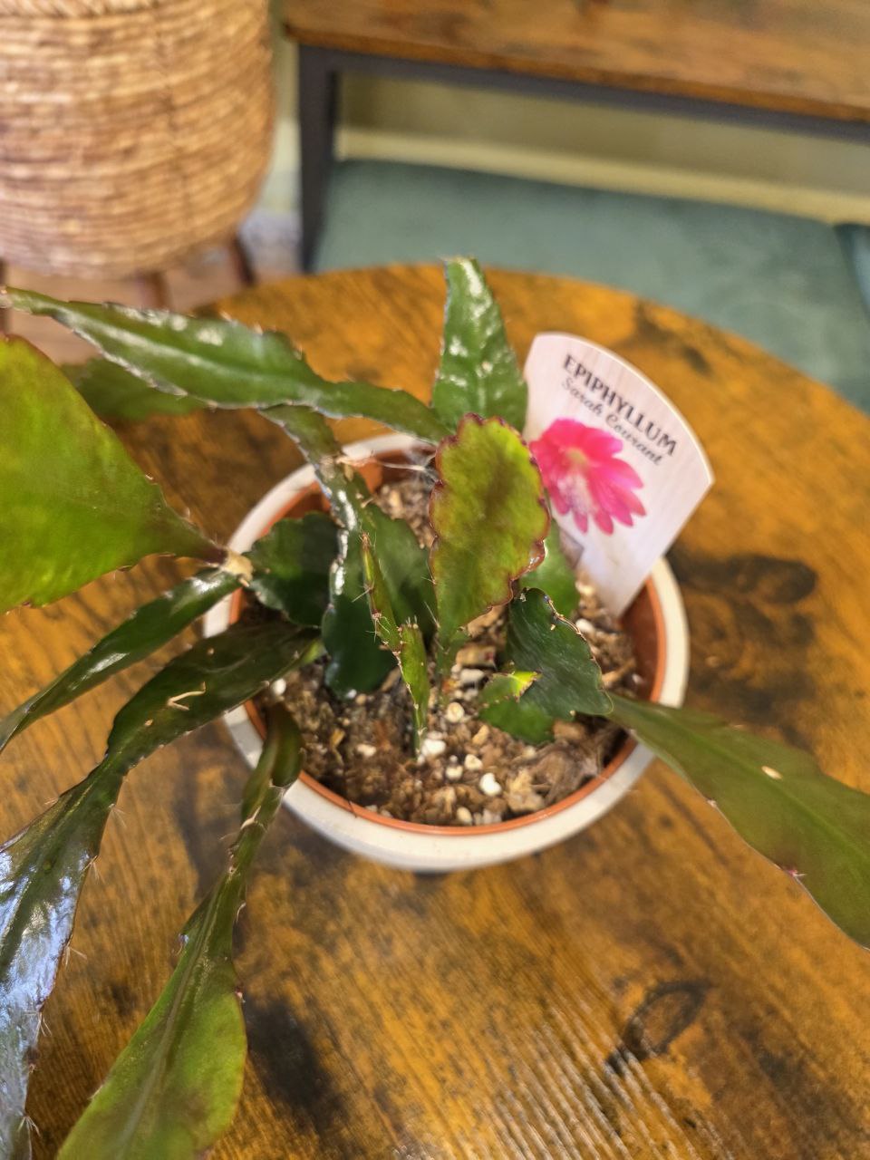 Epiphyllum Sarah Courant