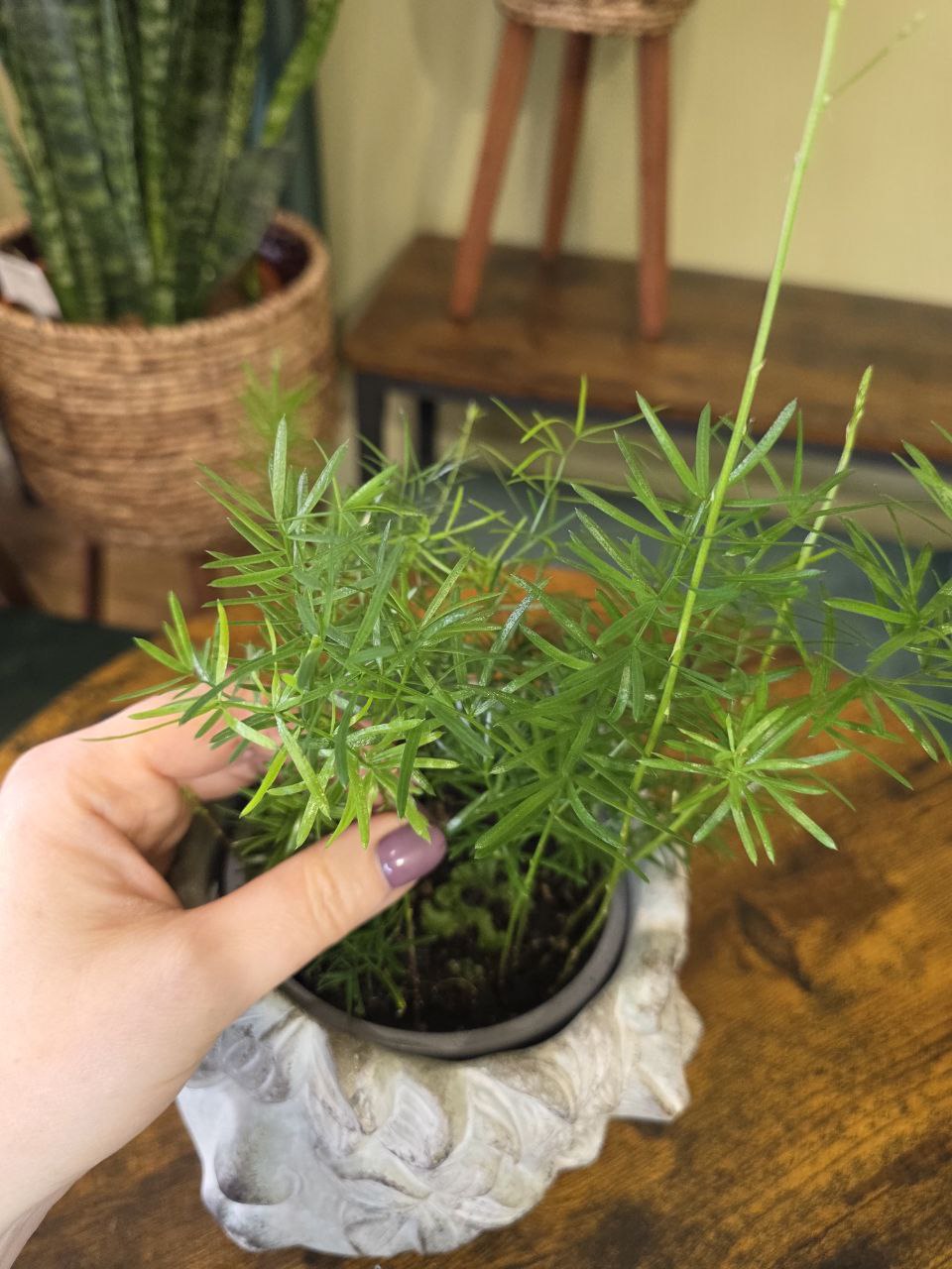 Asparagus Sprengeri