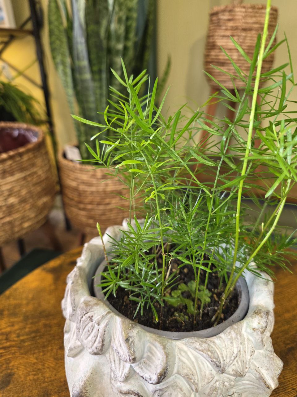 Asparagus Sprengeri