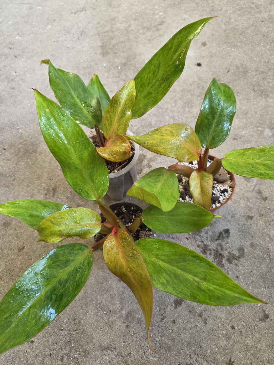 PORODNICE Pilodendron Marmelade