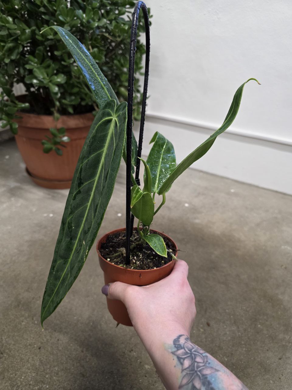 Anthurium Warocqueanum