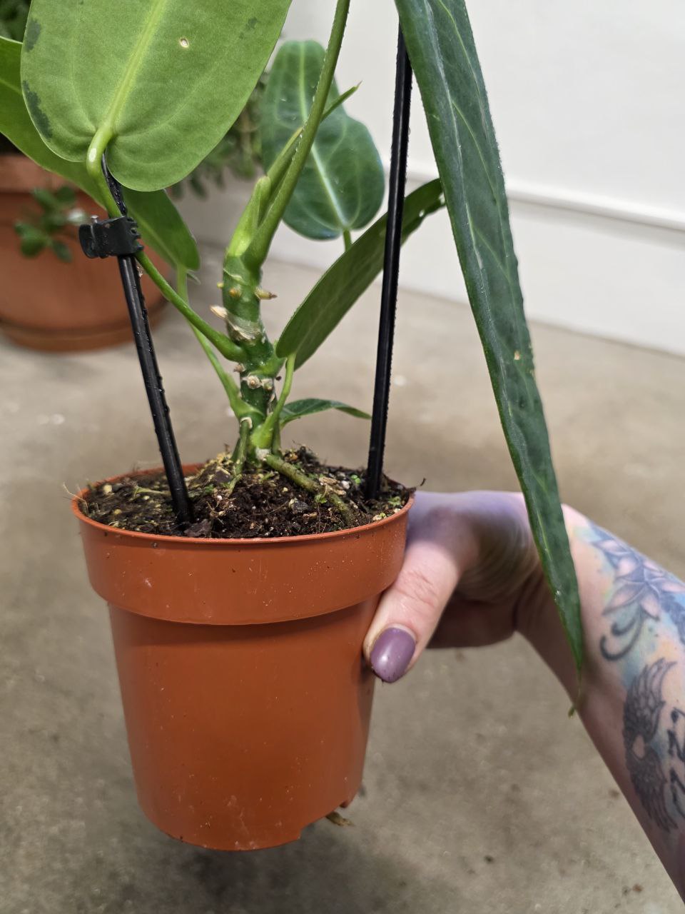 Anthurium Warocqueanum