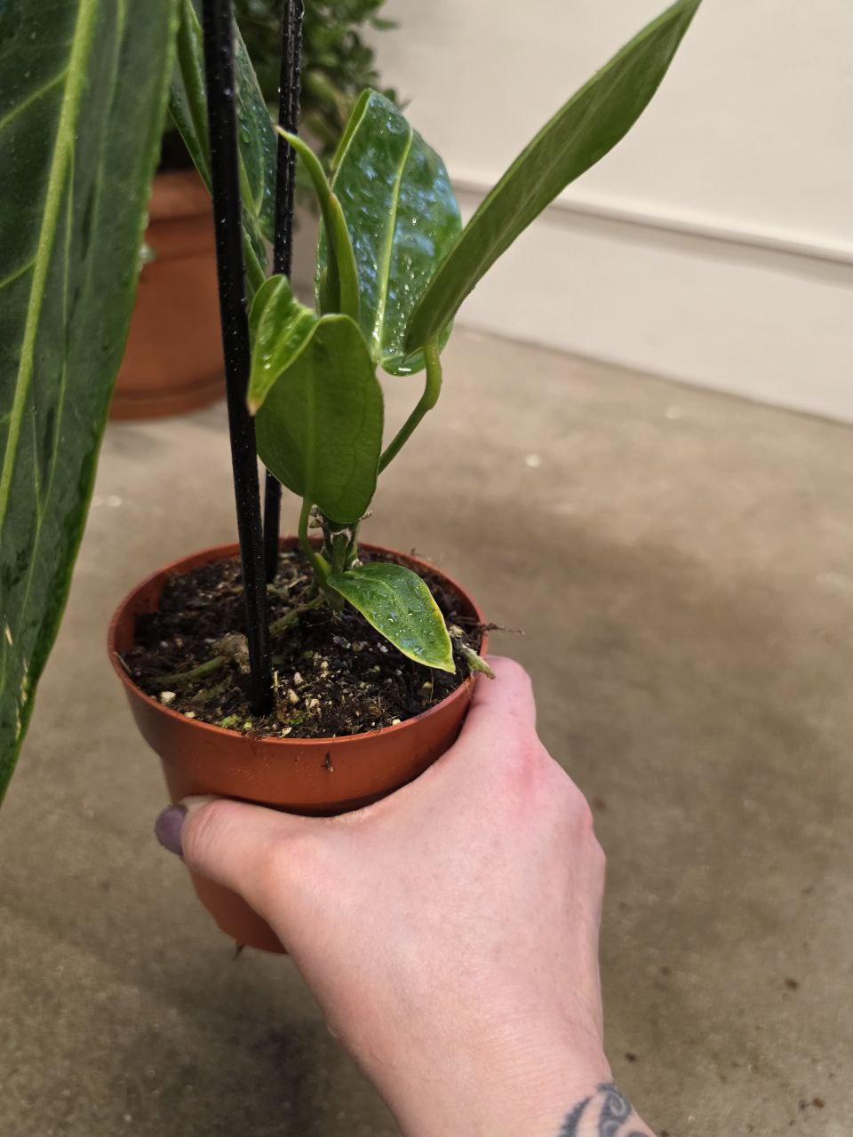 Anthurium Warocqueanum