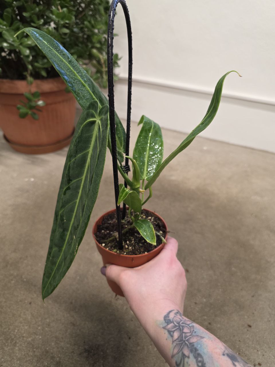 Anthurium Warocqueanum