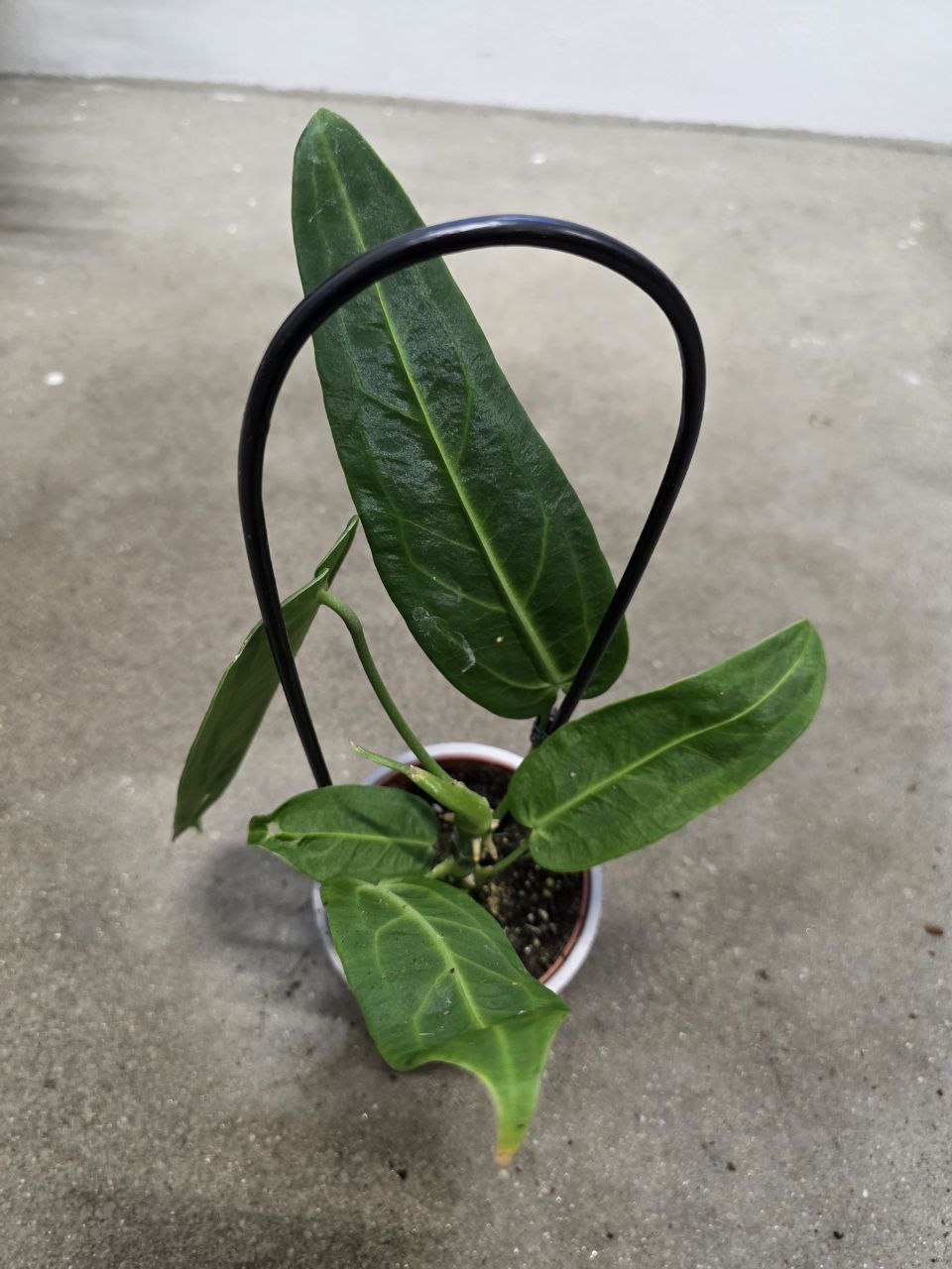 Anthurium Warocqueanum