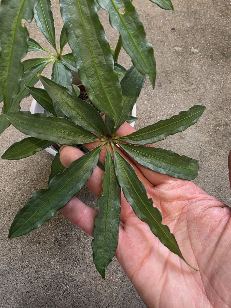 Anthurium Polyschistum
