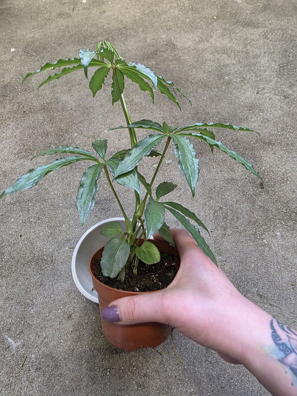 Anthurium Polyschistum