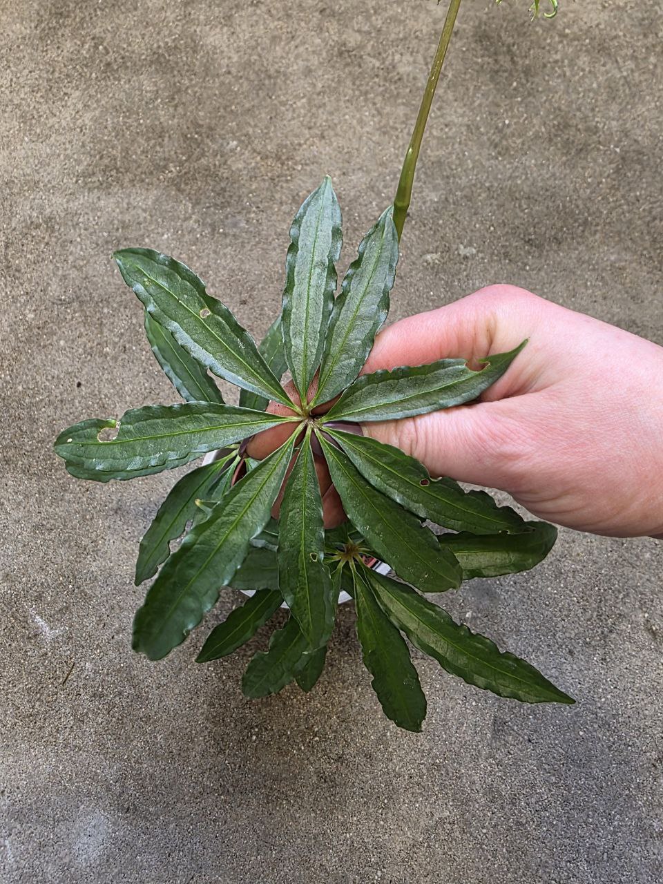 Anthurium Polyschistum