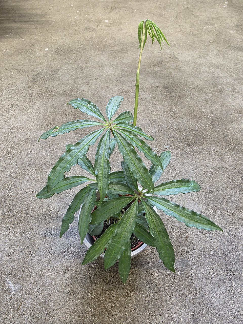 Anthurium Polyschistum