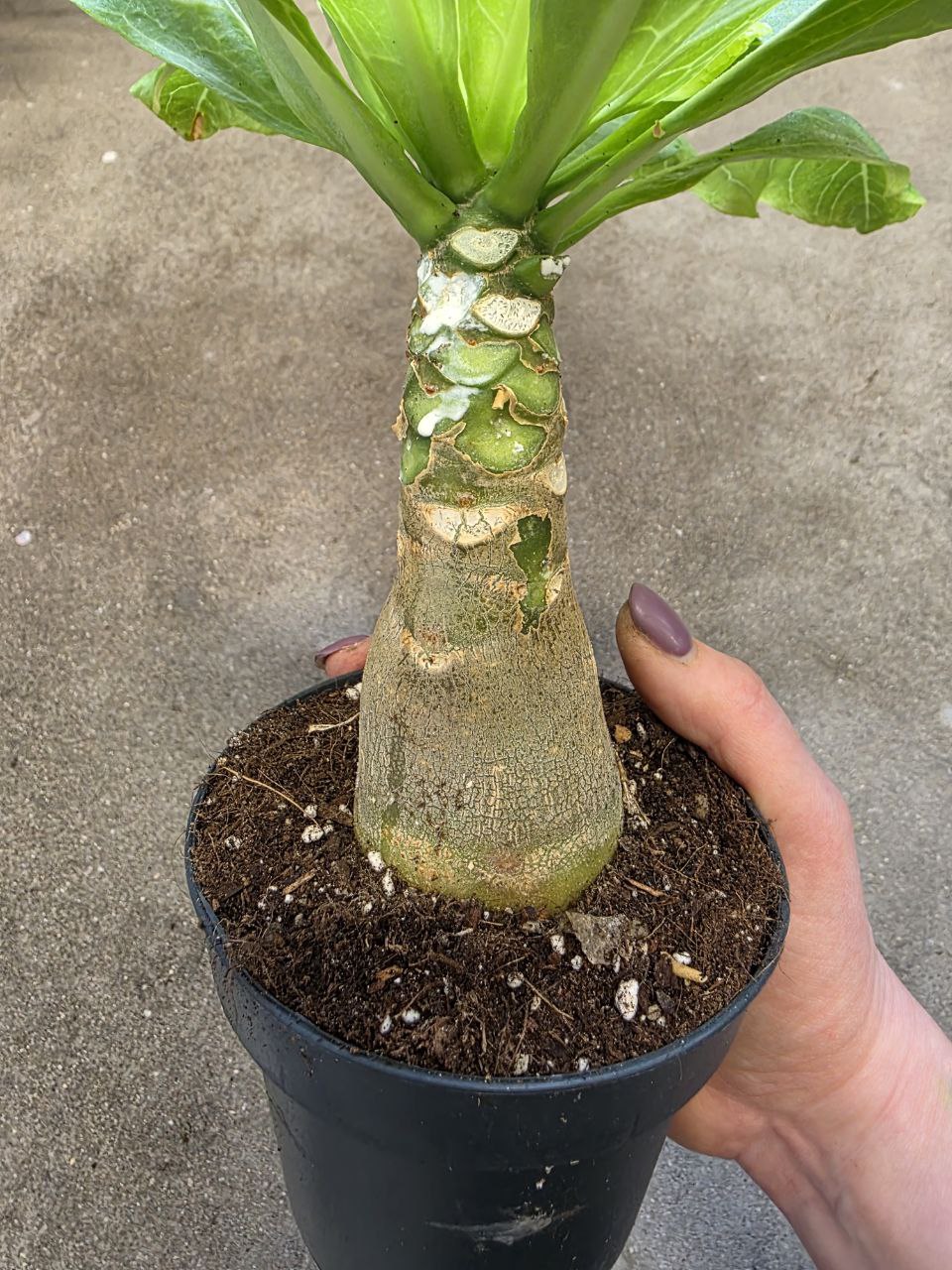 Brighamia insignis