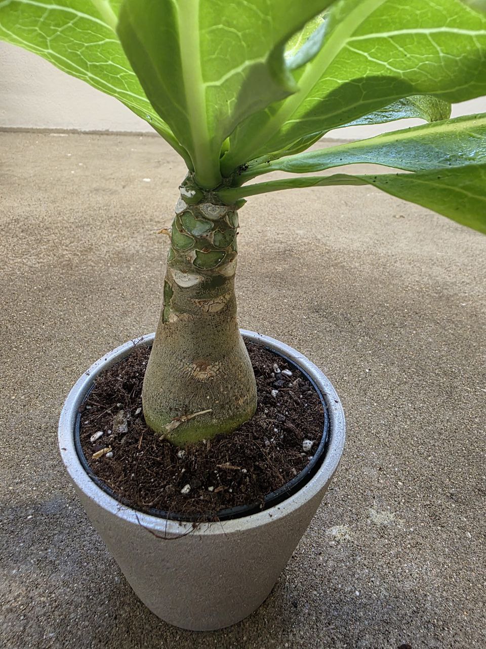 Brighamia insignis