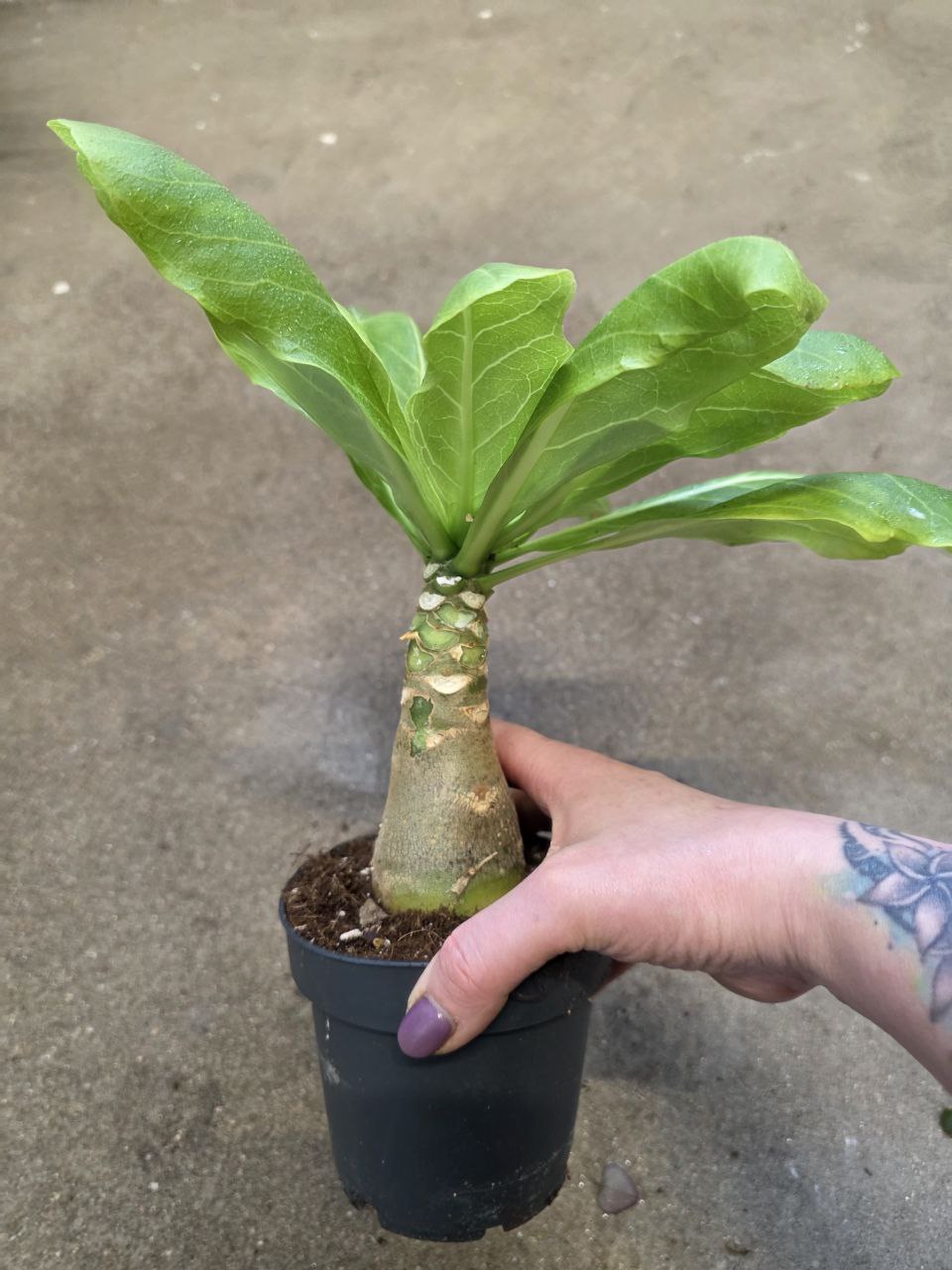 Brighamia insignis