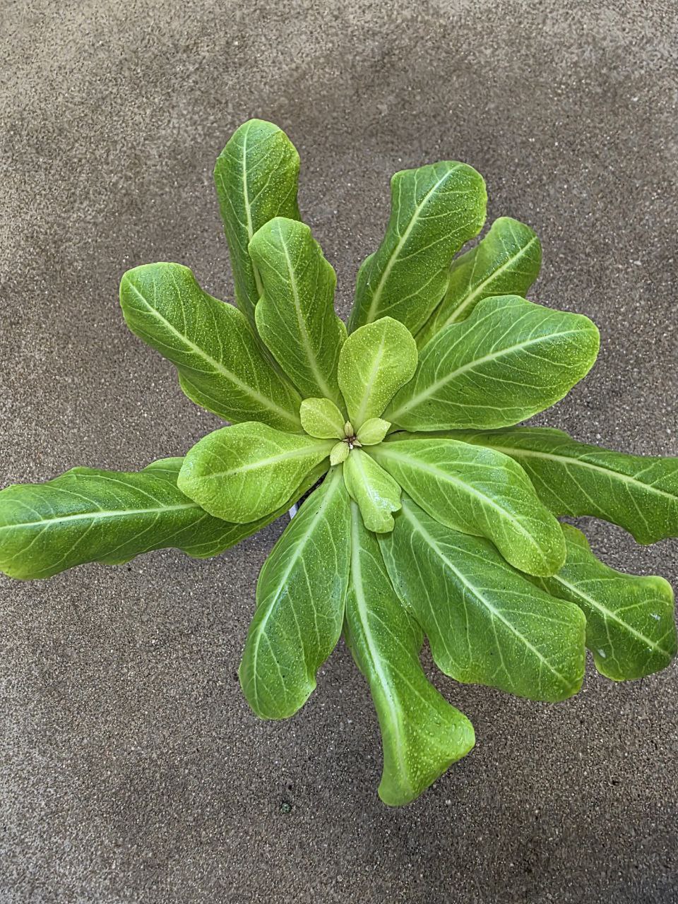 Brighamia insignis