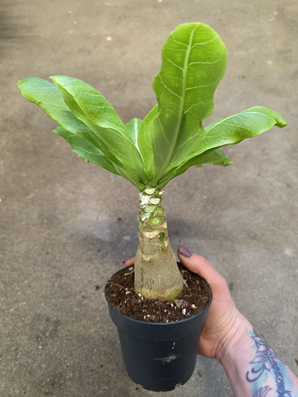 Brighamia insignis
