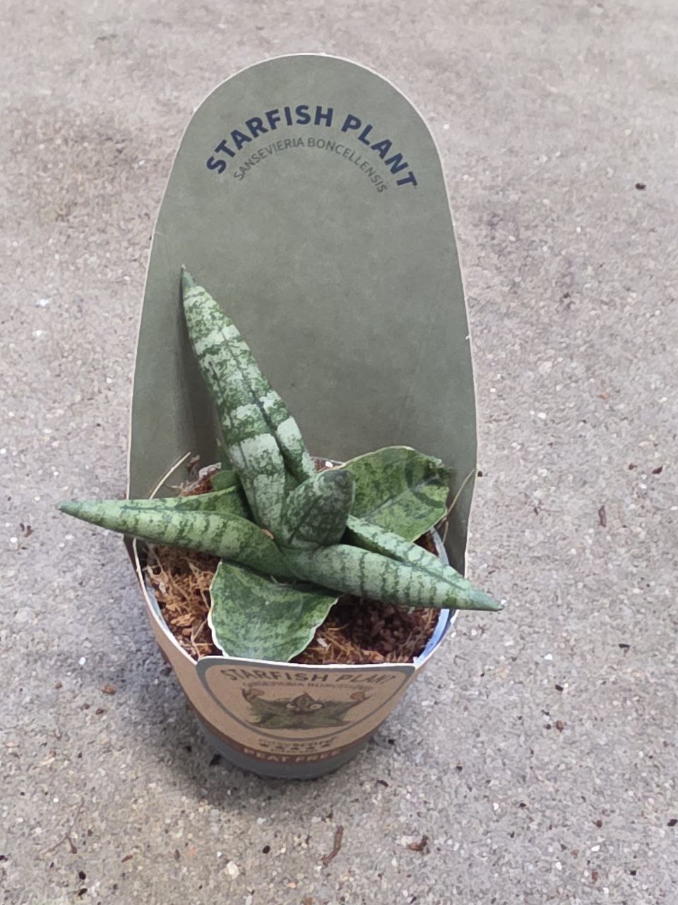 Sansevieria Cylindrica hvězda mini