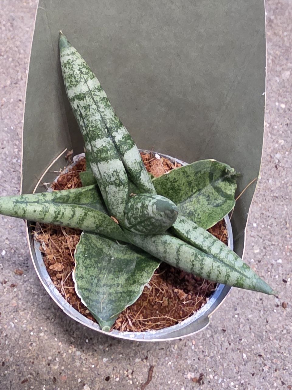Sansevieria Cylindrica hvězda mini