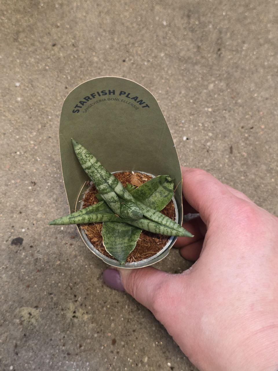 Sansevieria Cylindrica hvězda mini