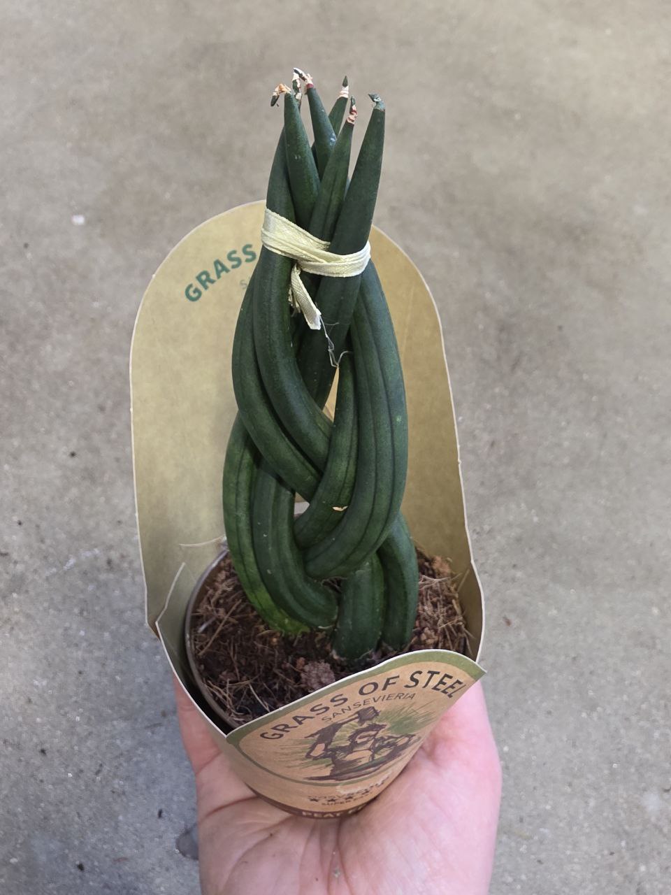 Sansevieria Cylindrica cop