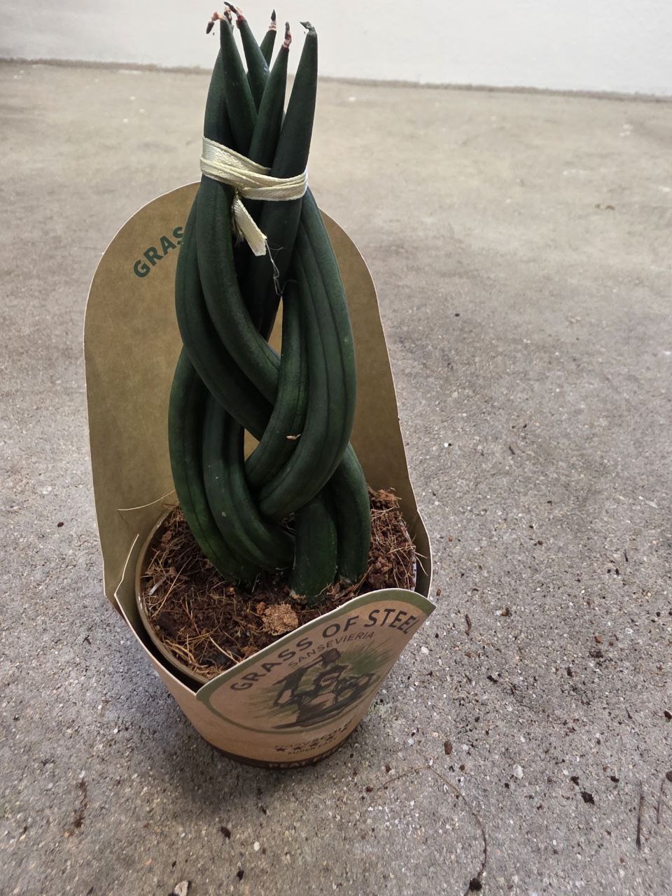 Sansevieria Cylindrica cop