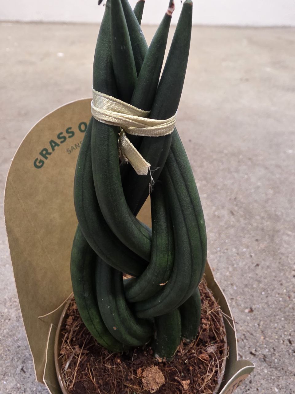 Sansevieria Cylindrica cop