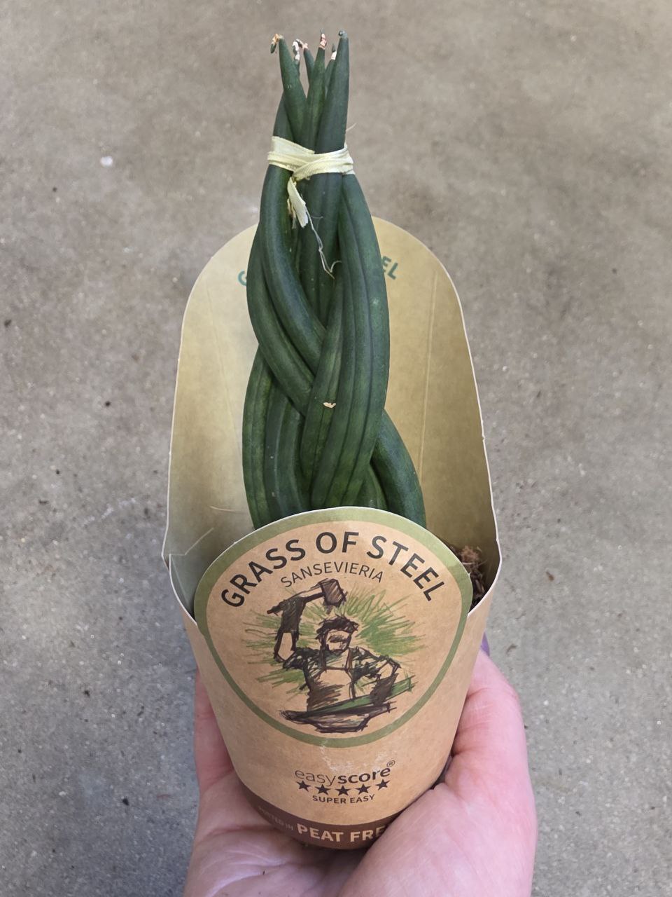 Sansevieria Cylindrica cop