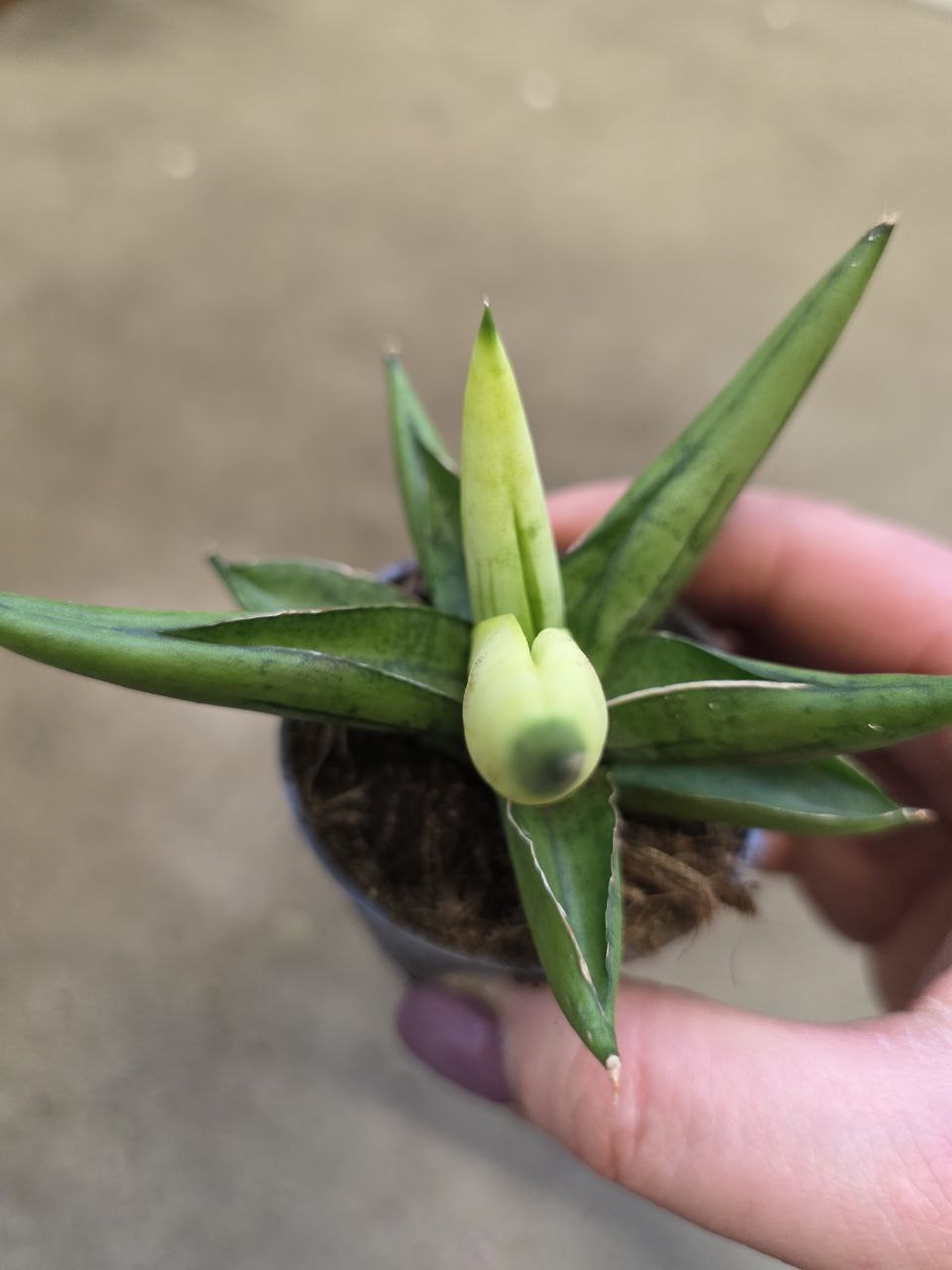 Sansevieria Cylindrica hvězda variegata mini