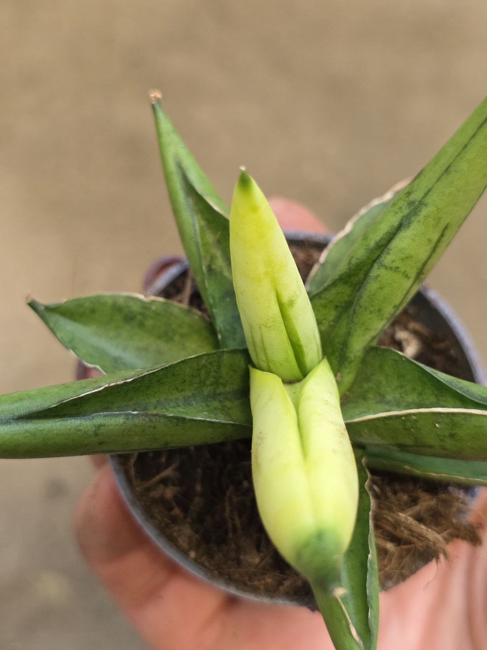 Sansevieria Cylindrica hvězda variegata mini
