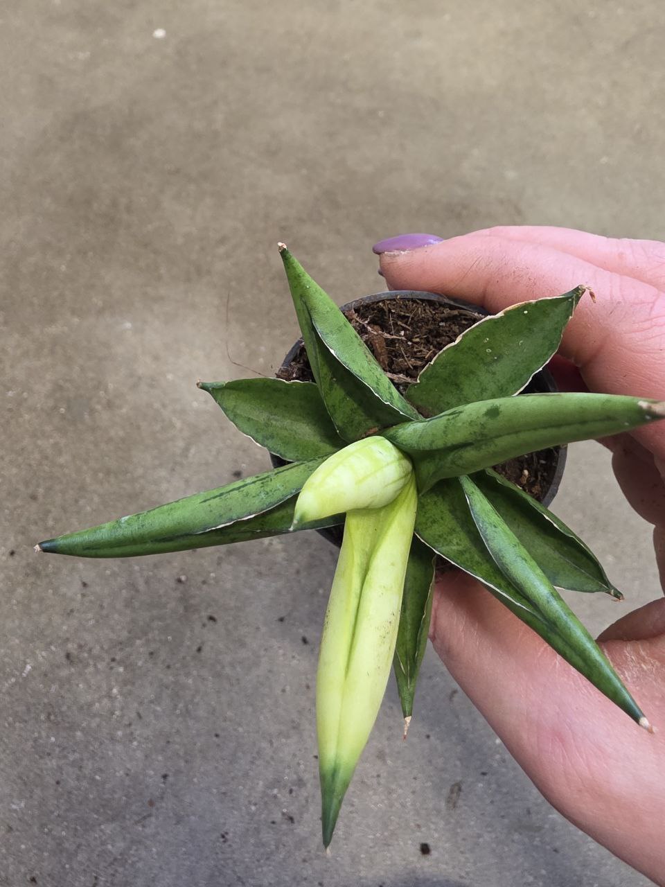 Sansevieria Cylindrica hvězda variegata mini
