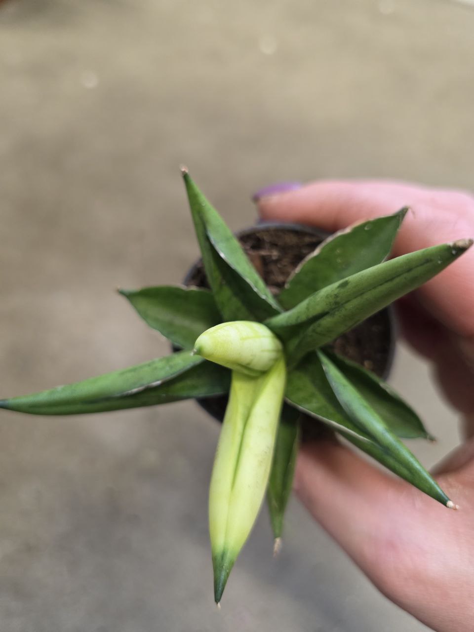 Sansevieria Cylindrica hvězda variegata mini