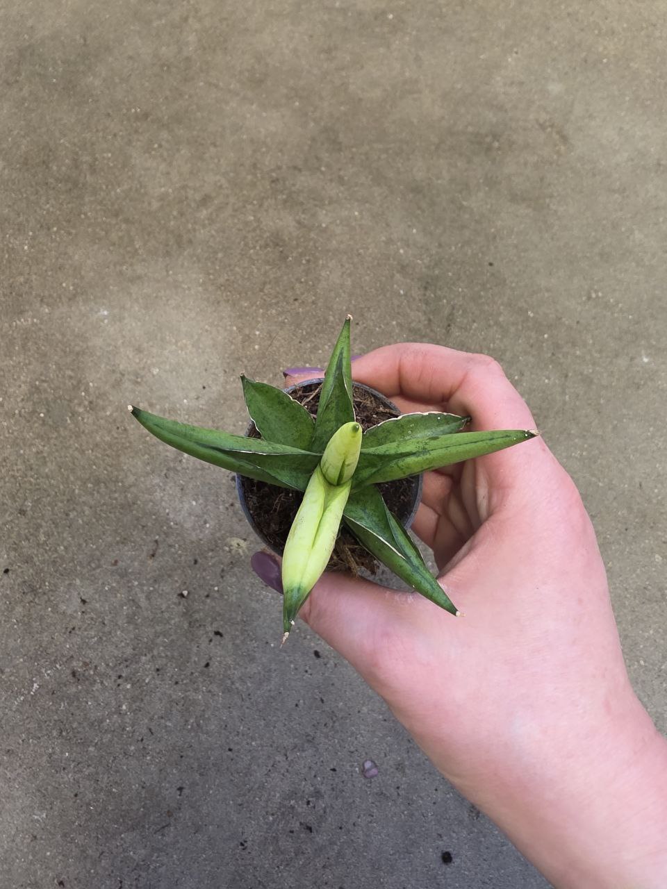 Sansevieria Cylindrica hvězda variegata mini