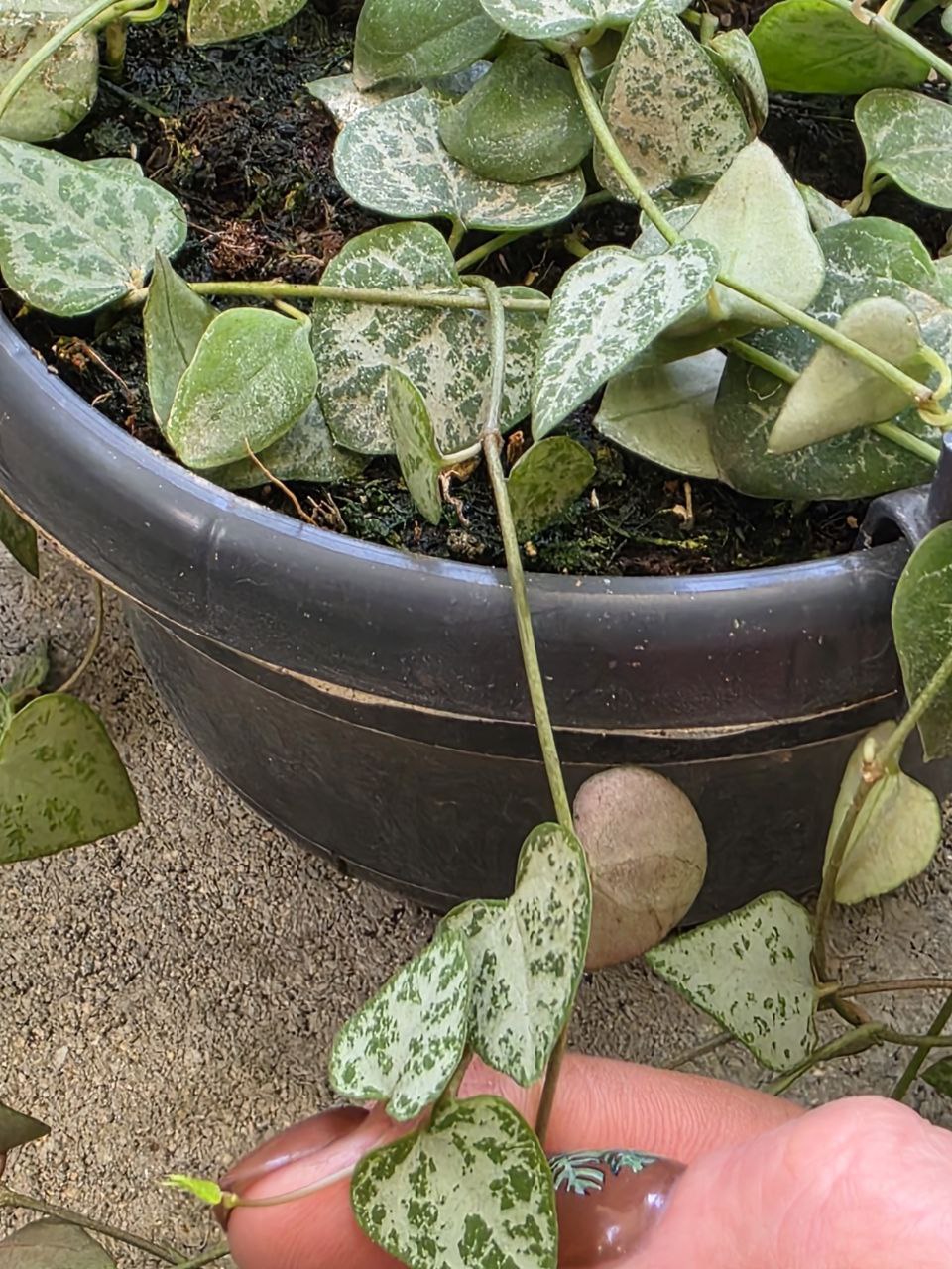 Ceropegia Linearis zelená Remi