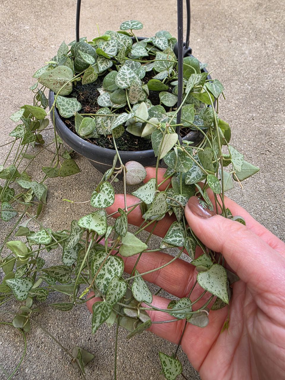 Ceropegia Linearis zelená Remi