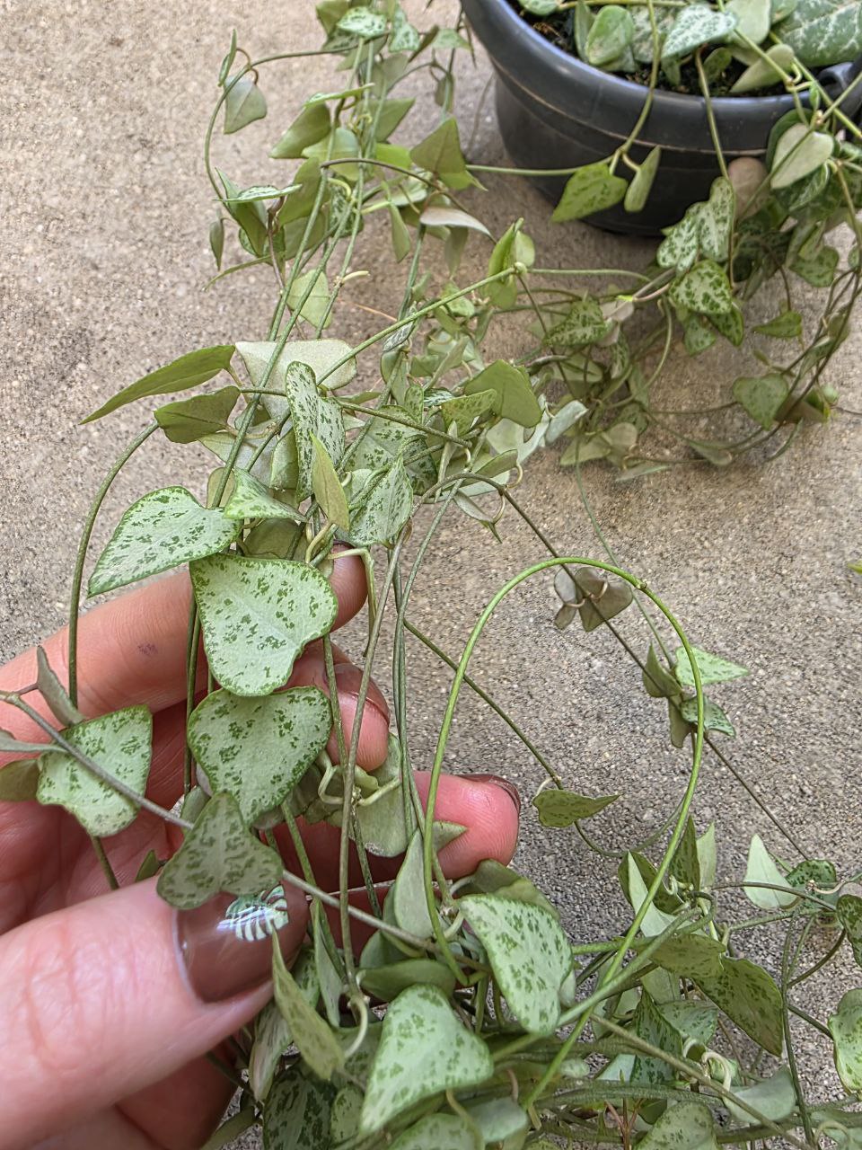 Ceropegia Linearis zelená Remi